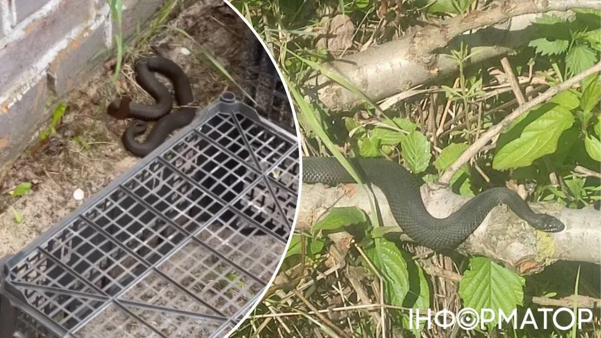 В прошлом, 2025-м году гадюки начали "атаковать" частные усадьбы на Киевщине только в конце апреля, а еще больше сообщений о них поступало в мае-июне. В прошлом, 2025-м году гадюки начали "атаковать" частные усадьбы на Киевщине только в конце апреля, а еще больше сообщений о них поступало в мае-июне.