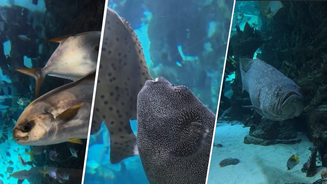 акваріум Ocean Plaza