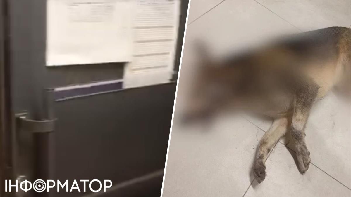 Труп собаки лежал за тяжелой дверью с чем-то, похожим на расписание дежурств на них, в технической зоне магазина. Скриншоты из видео зоозащитницы Снежаны Бугрик Труп собаки лежал за тяжелой дверью с чем-то, похожим на расписание дежурств на них, в технической зоне магазина. Скриншоты из видео зоозащитницы Снежаны Бугрик