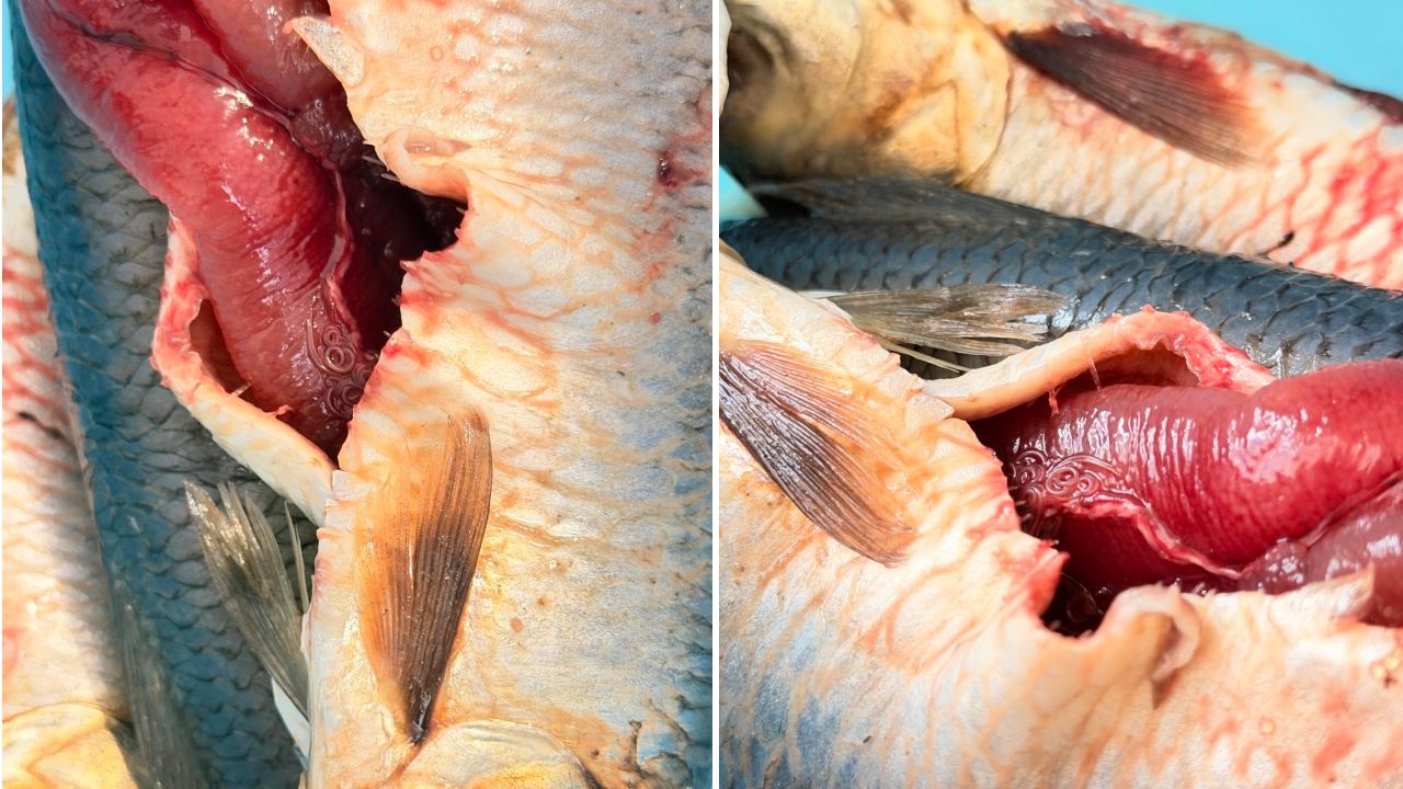 Риба з паразитами 