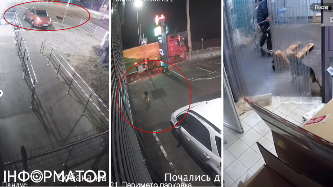 У Форі наполягають, що вбита собака Тігра була скаженою: показали відеозапис її поведінки