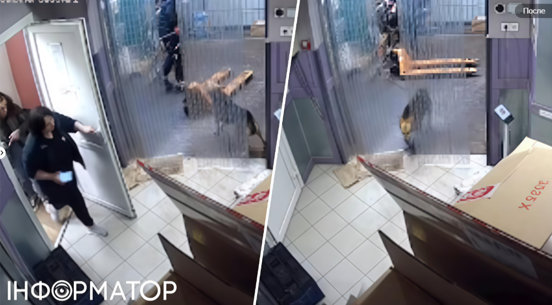 Собака Тігра спочатку вдаємодіє із вантажником - з відеозапису зрозуміло, що вона гавкає на нього, привертаючи увагу співробітниць магазину, а коли вони зникають, аби покликати охоронця - йде всередину технічних приміщень Собака Тігра спочатку вдаємодіє із вантажником - з відеозапису зрозуміло, що вона гавкає на нього, привертаючи увагу співробітниць магазину, а коли вони зникають, аби покликати охоронця - йде всередину технічних приміщень