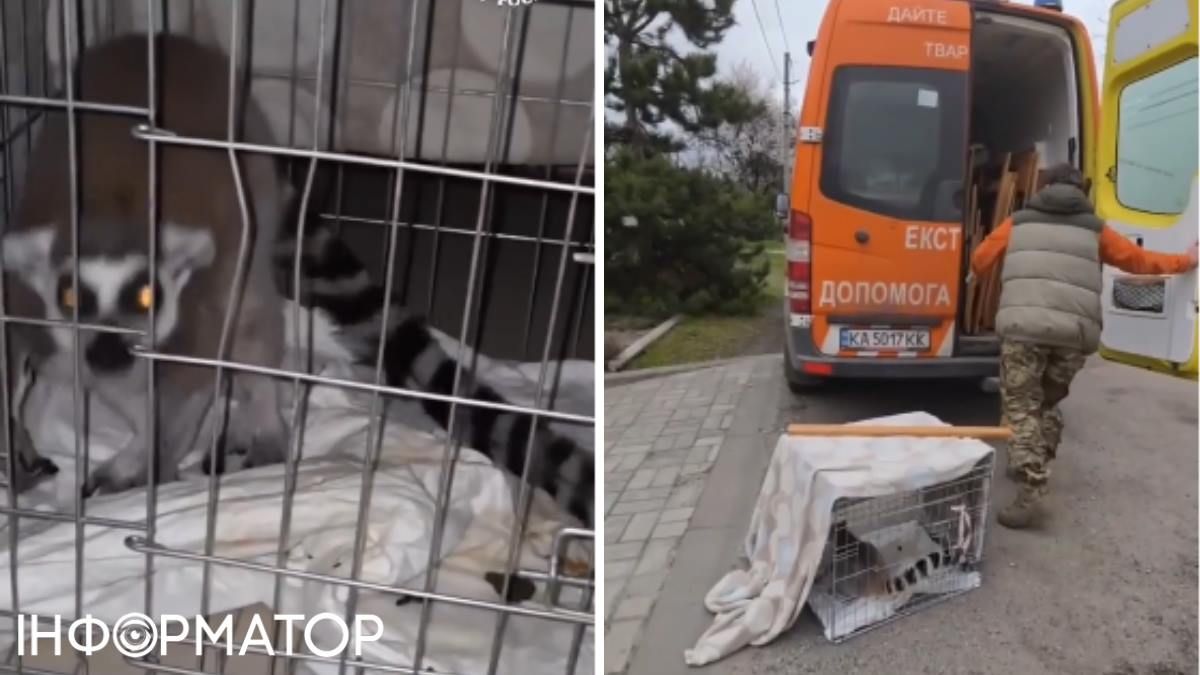 Кияни врятували нещасного лемура з Дніпропетровщини: тварина сумувала насамоті