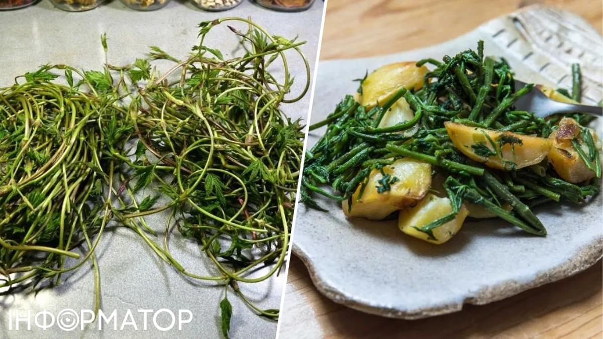 Самі пагони хмелю й страва, приготована з них