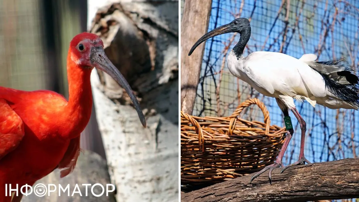 Ібіс червоний та ібіс священний чекають на відвідувачів у 