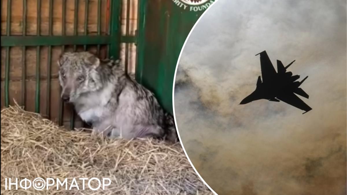 Злякався літака й тремтів весь день: біля Києва рятують вовка Байка з ПТСР