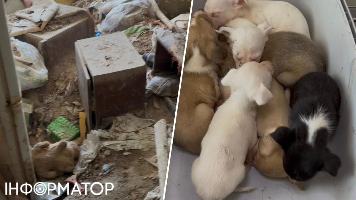 Волонтерка каже: навряд чи колись забуде сморід та стан нещасних собак та цуценят, що їх знайшла у квартирі