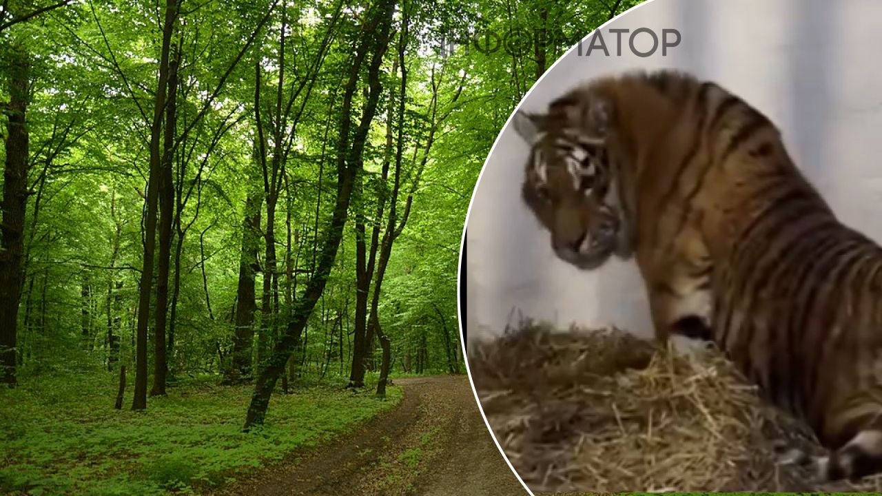 Тигриця з приватного зоопарку не могла встати на лапи - волонтери врятували хижачку