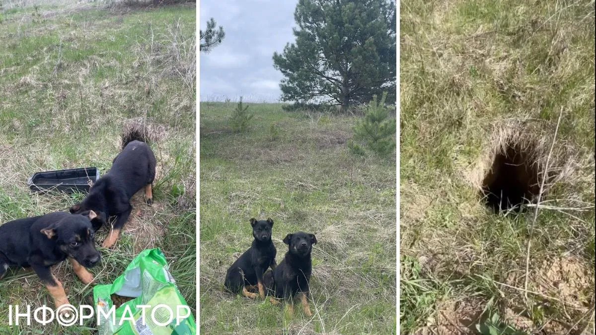 Щенки нора Киевщина