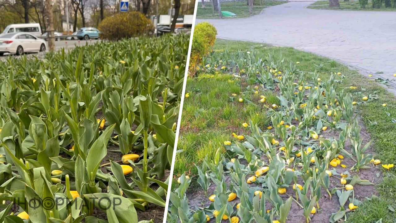 В Киеве орудуют тюльпанные вандалы: дерзко уничтожали цветы в пяти скверах