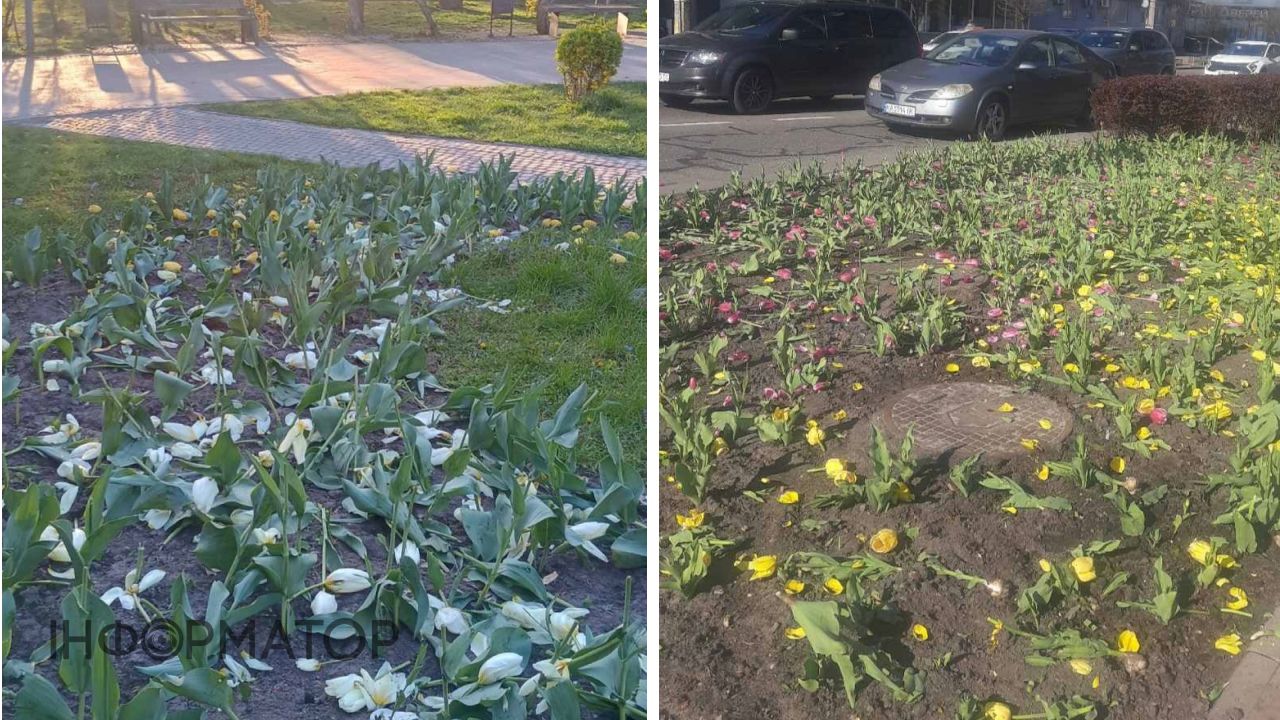 Вандали знищили тюльпани