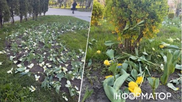 В Киеве уничтожают клумбы с тюльпанами уже в промышленных масштабах: на этот раз на Львовской площади