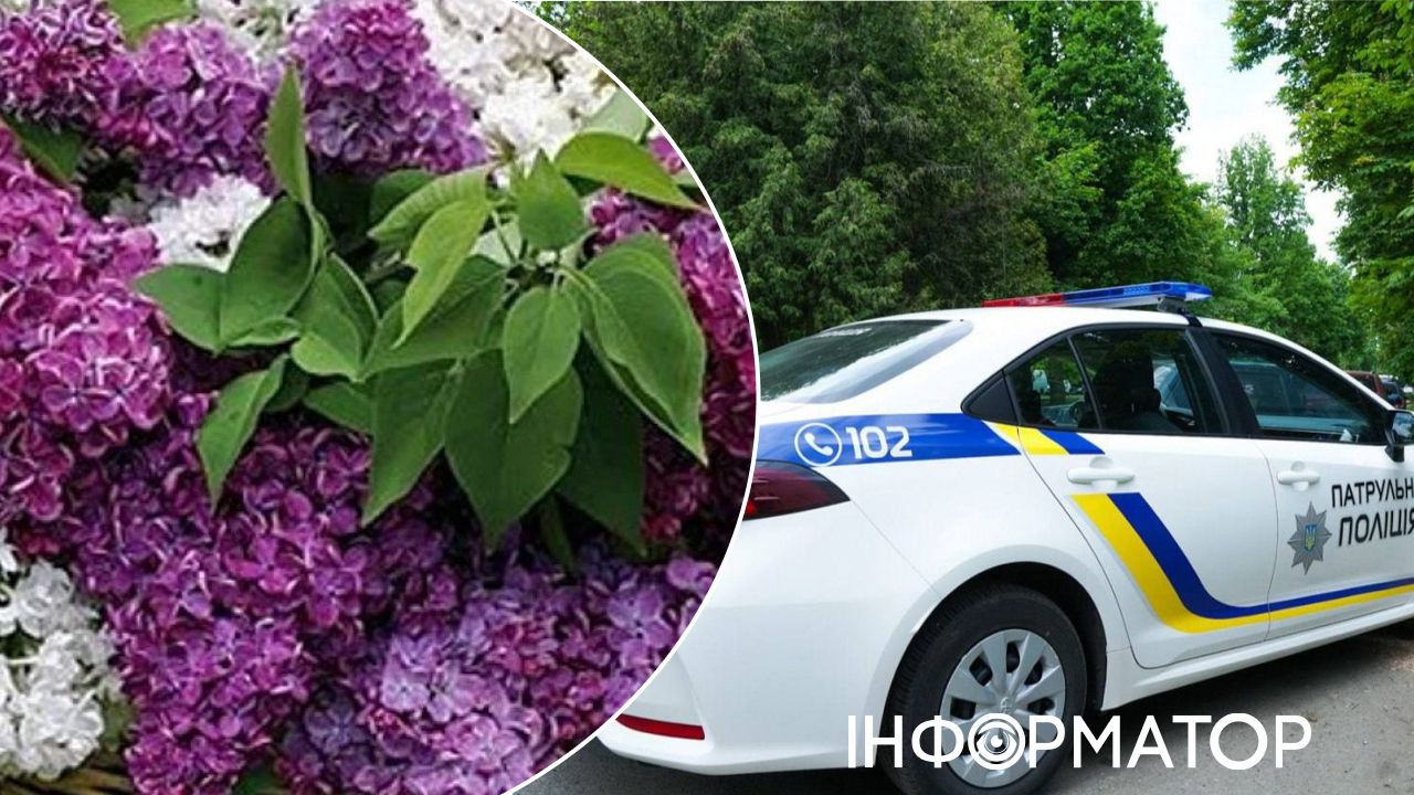 бузок