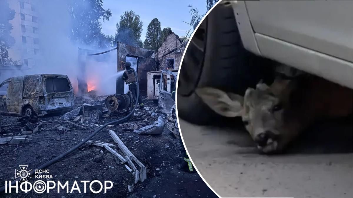 оленятко Київ обстріл