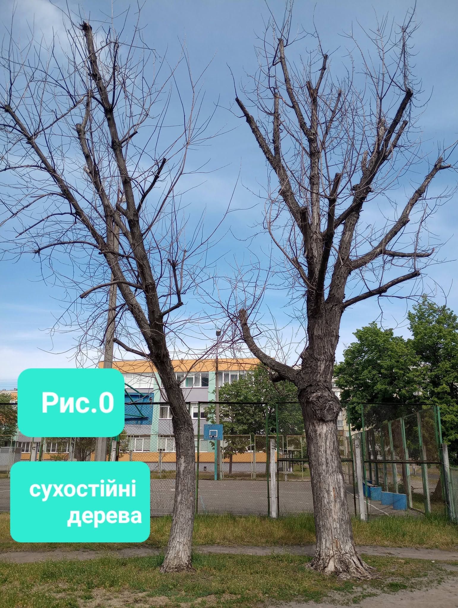 В Киеве хотят вырубить 35 тысяч деревьев В Киеве хотят вырубить 35 тысяч деревьев – это почти столько, сколько растет на Трухановом острове.