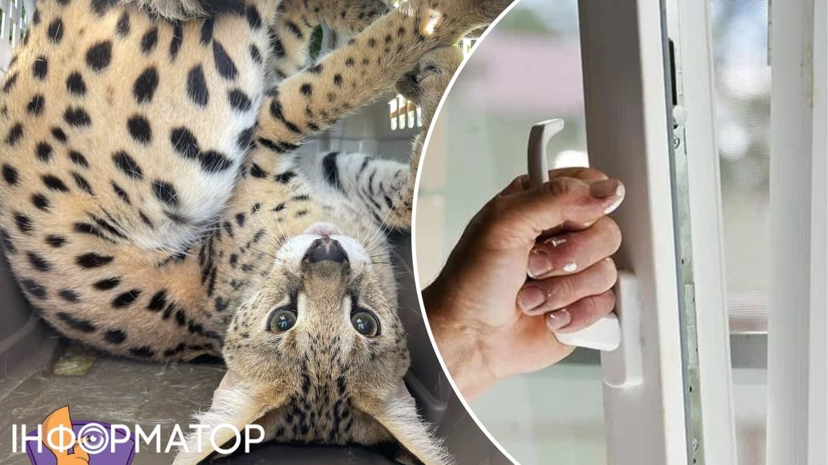 Сезон кошек и окон начат – в Киеве с высоты выпал обычный сервал
