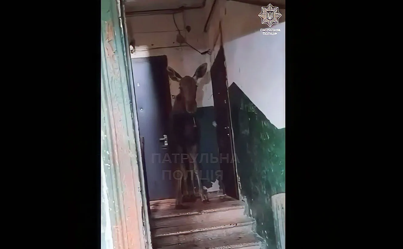 Лось забежал в подъезд многоэтажки в Киеве