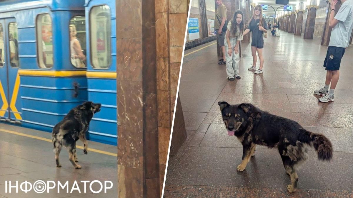Вуличний собака гасав київським метро - він одразу збудив догхантера Святогора