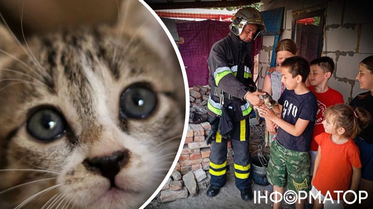 спасатели котенок колодец