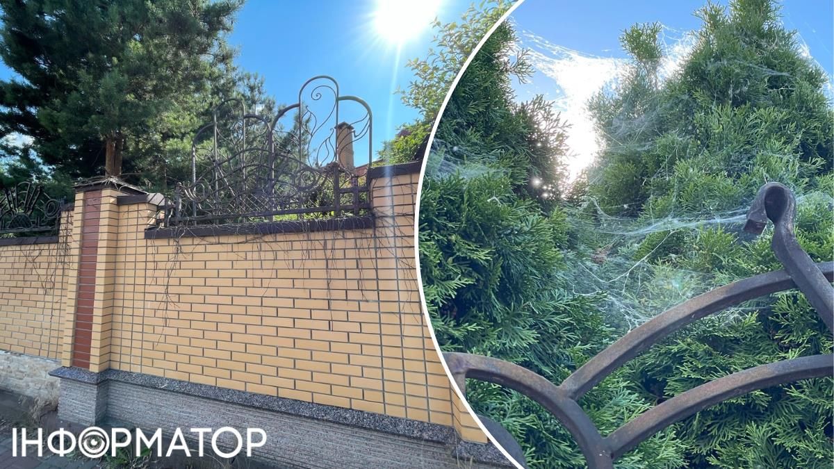 Подекуди кущі вже розрослися й втратили форму