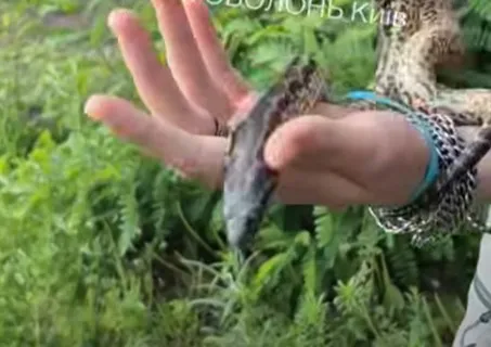 скриншот з відео