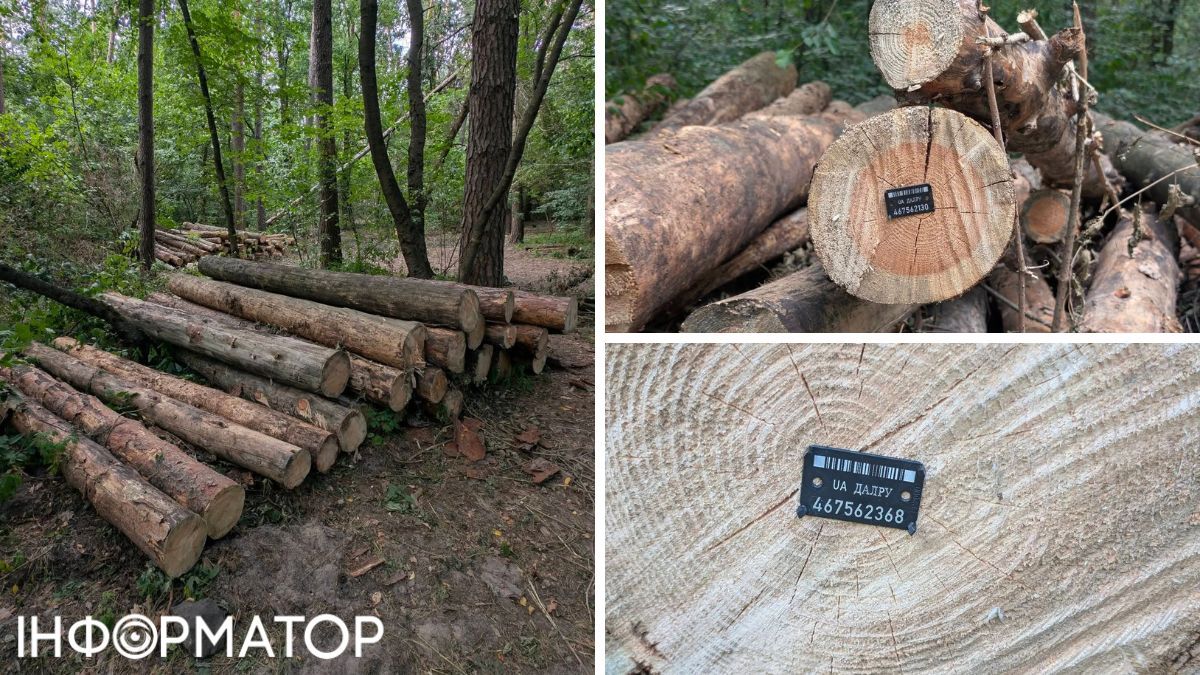 вирубка лісу Виноградар