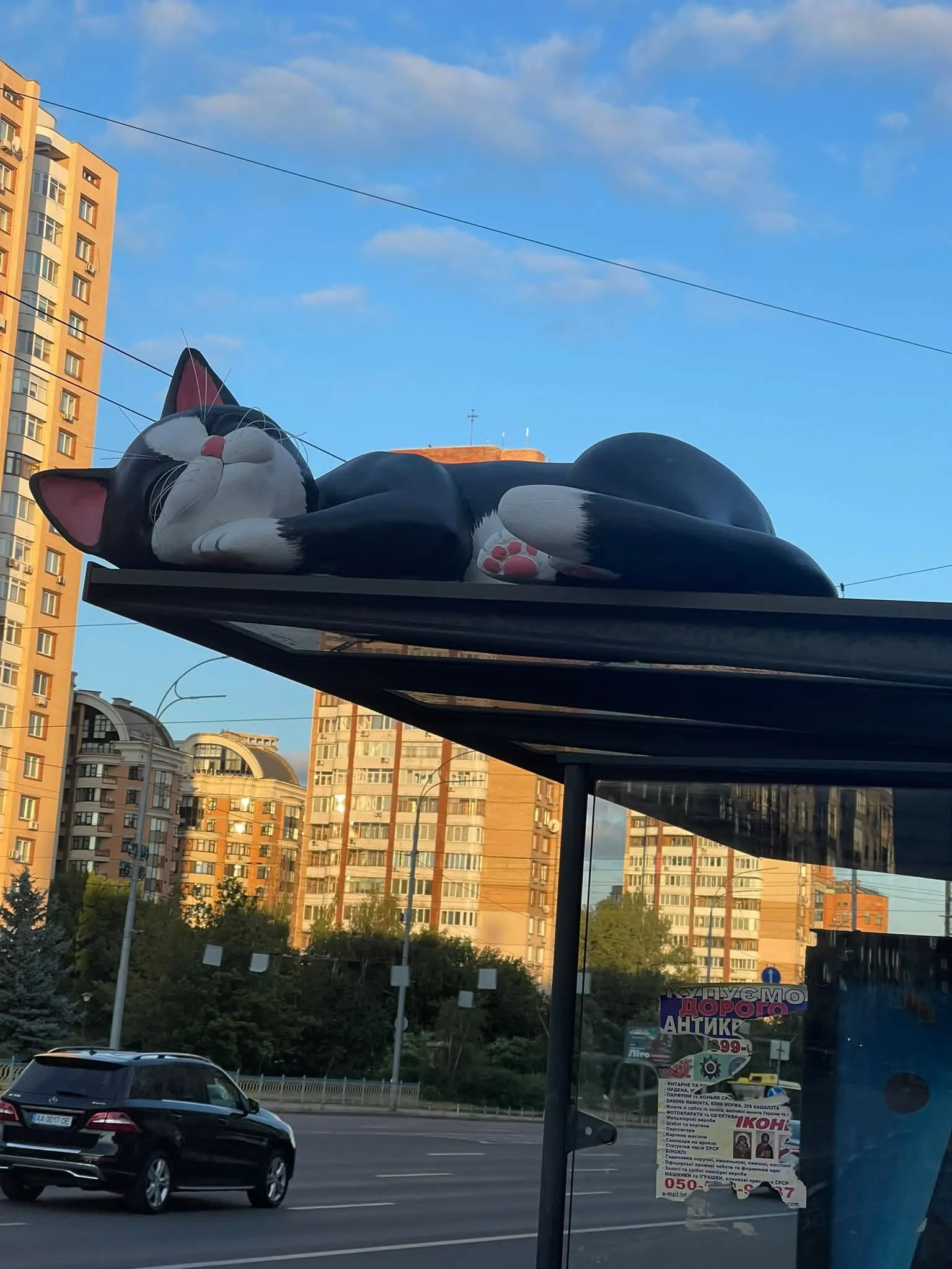 Фіруга кота на зупинці, фото: Віра Козирева