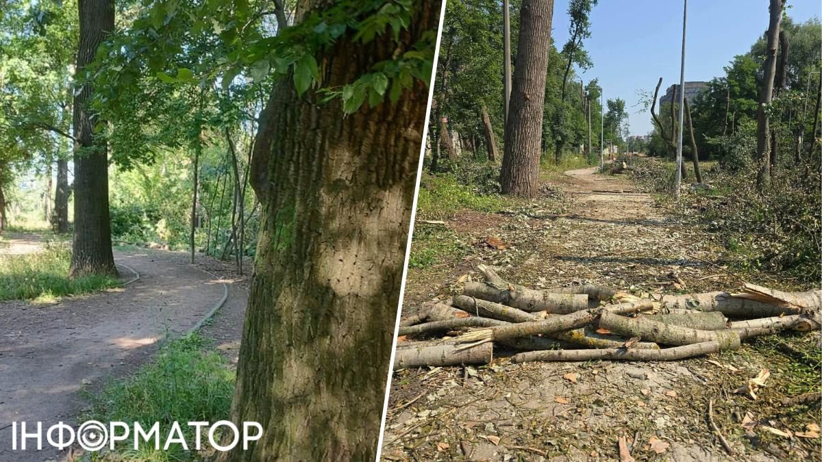 вирубка дубів Теремки