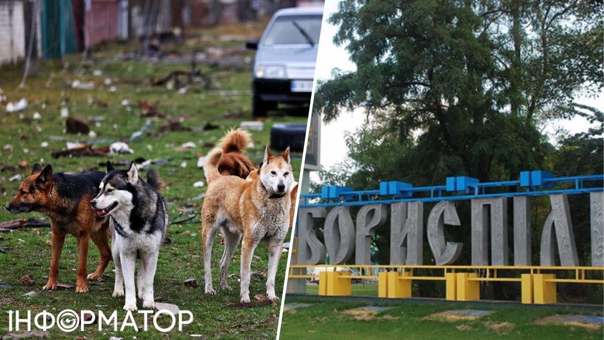 Собаки на вулиці