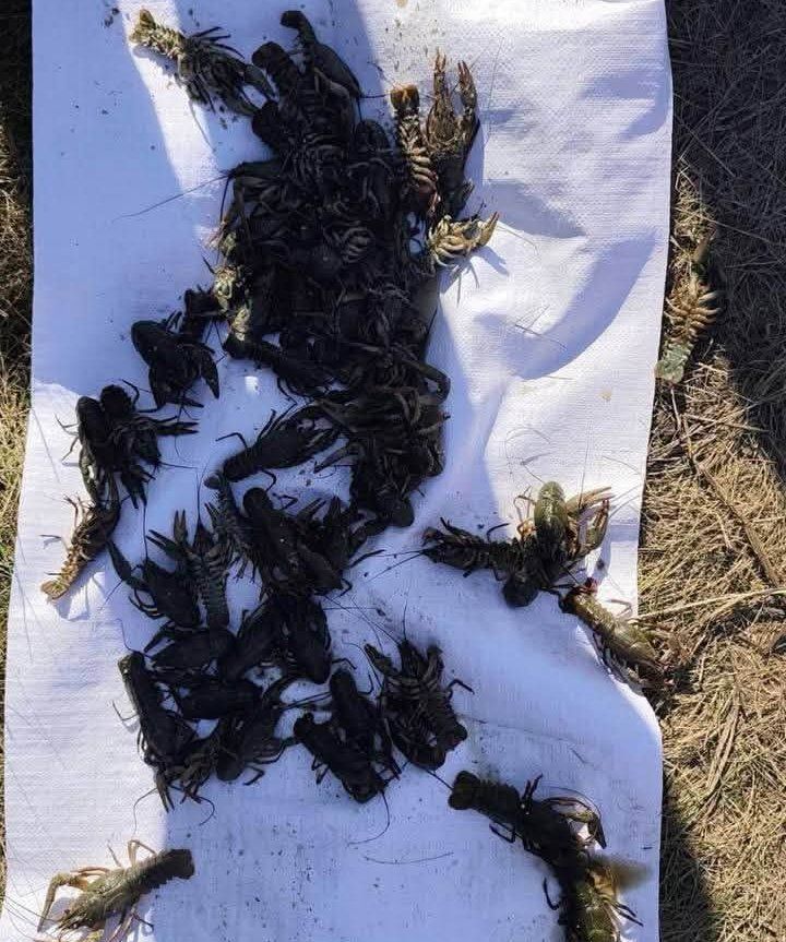 В настоящее время действует запрет на отлов раков. Раки
