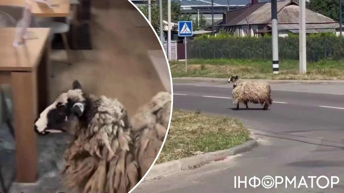 вівця Бровари
