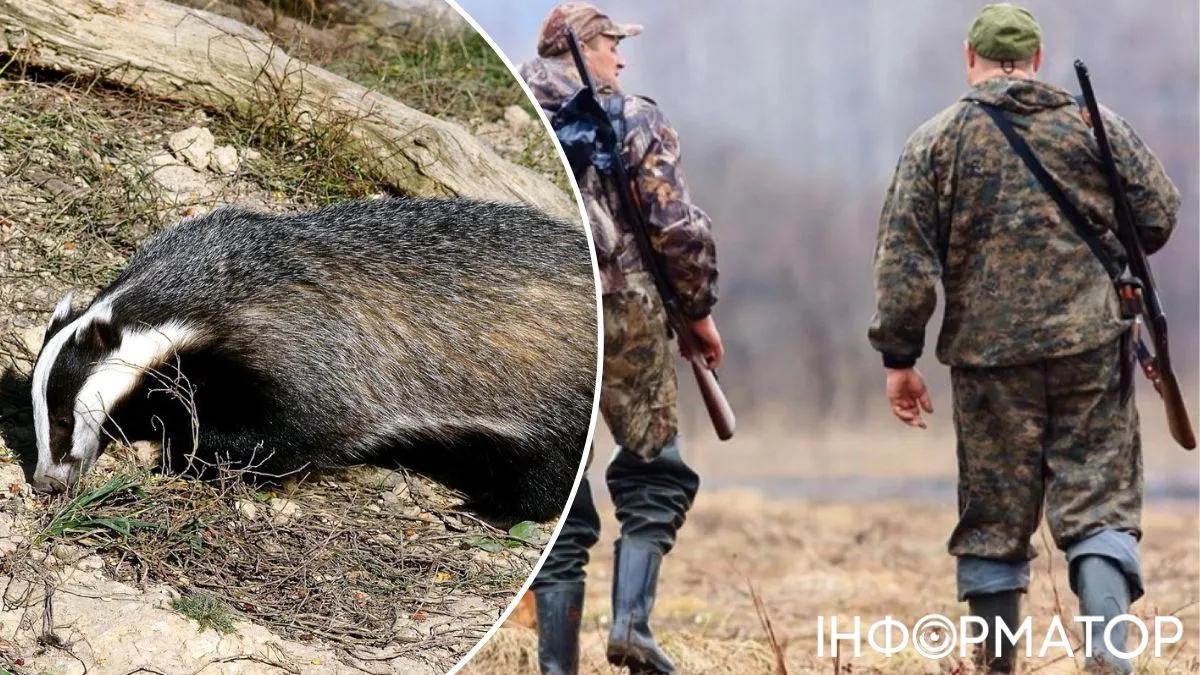 борсук напад сказ