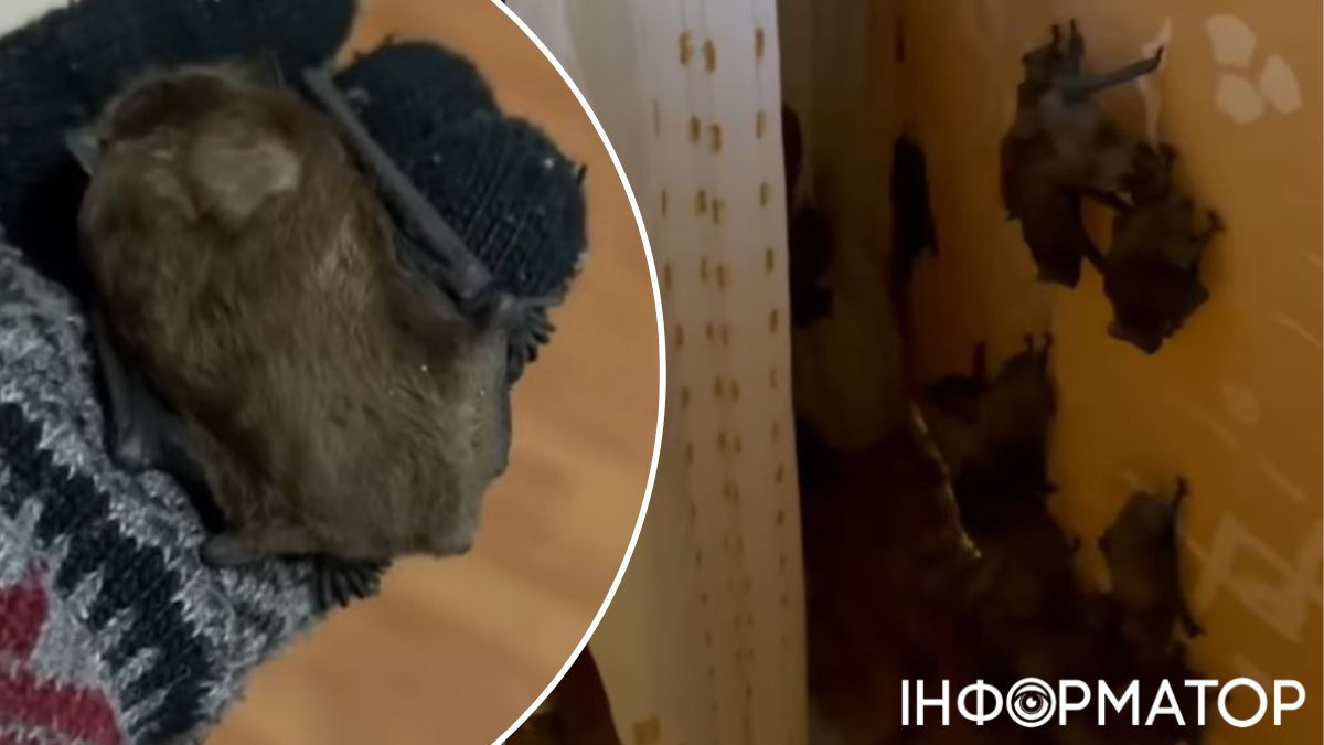 Спасение летучих мышей