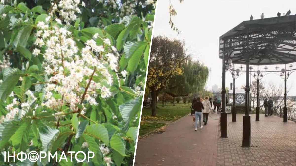 цветение каштанов