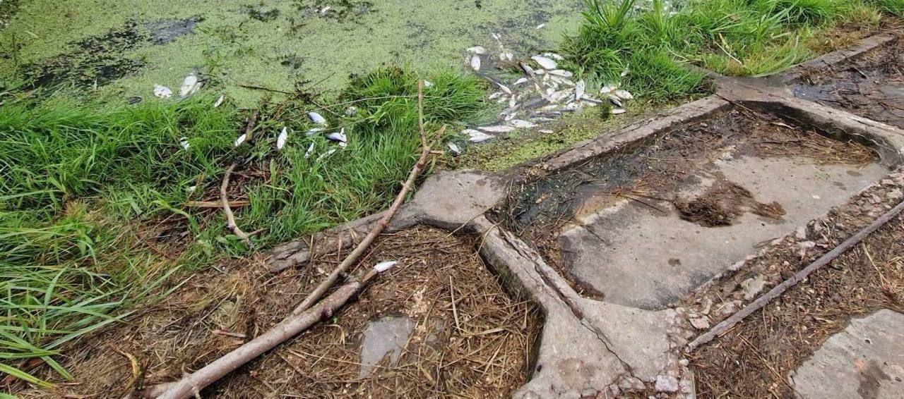 В реке Ирпень вблизи Стоянки массово погибает рыба.
