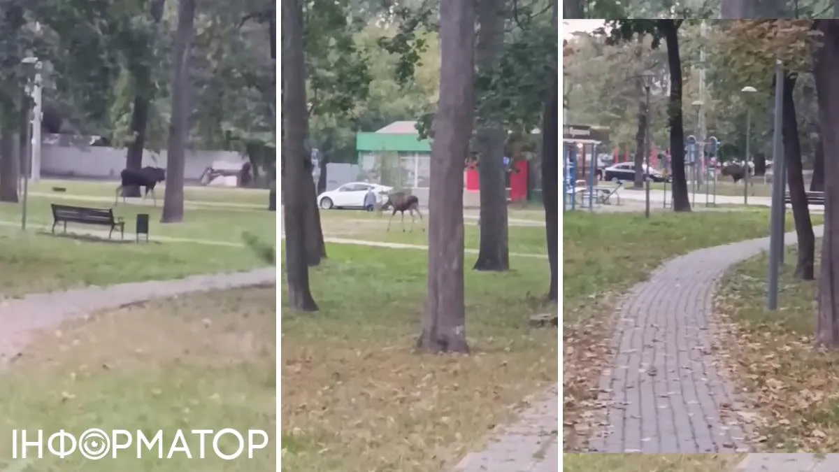 Здоровенный лось бродил по парку на Святошине - пришел ухаживать за киевскими невестами