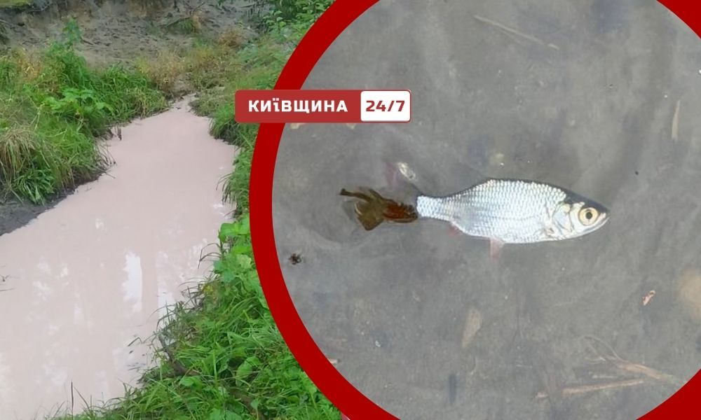 Гибель рыбы через розовую реку Любку. Фото: kyivschina24.com Гибель рыбы через розовую реку Любку. Фото: kyivschina24.com