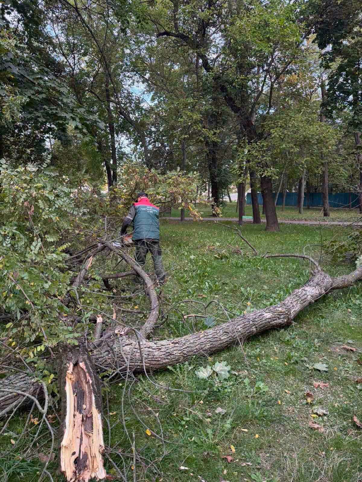 В парке Диск удаляют зараженные деревья. В парке Диск удаляют зараженные деревья.