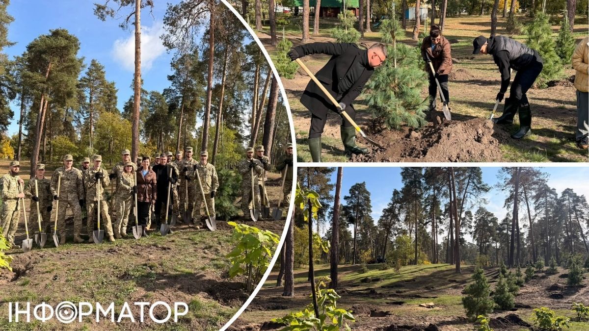 Высадка сосен парк