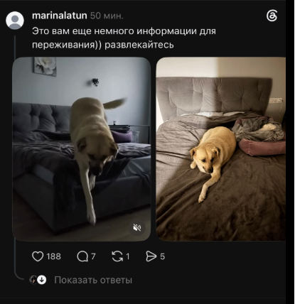 В конце концов, Белка нашла себе новый дом