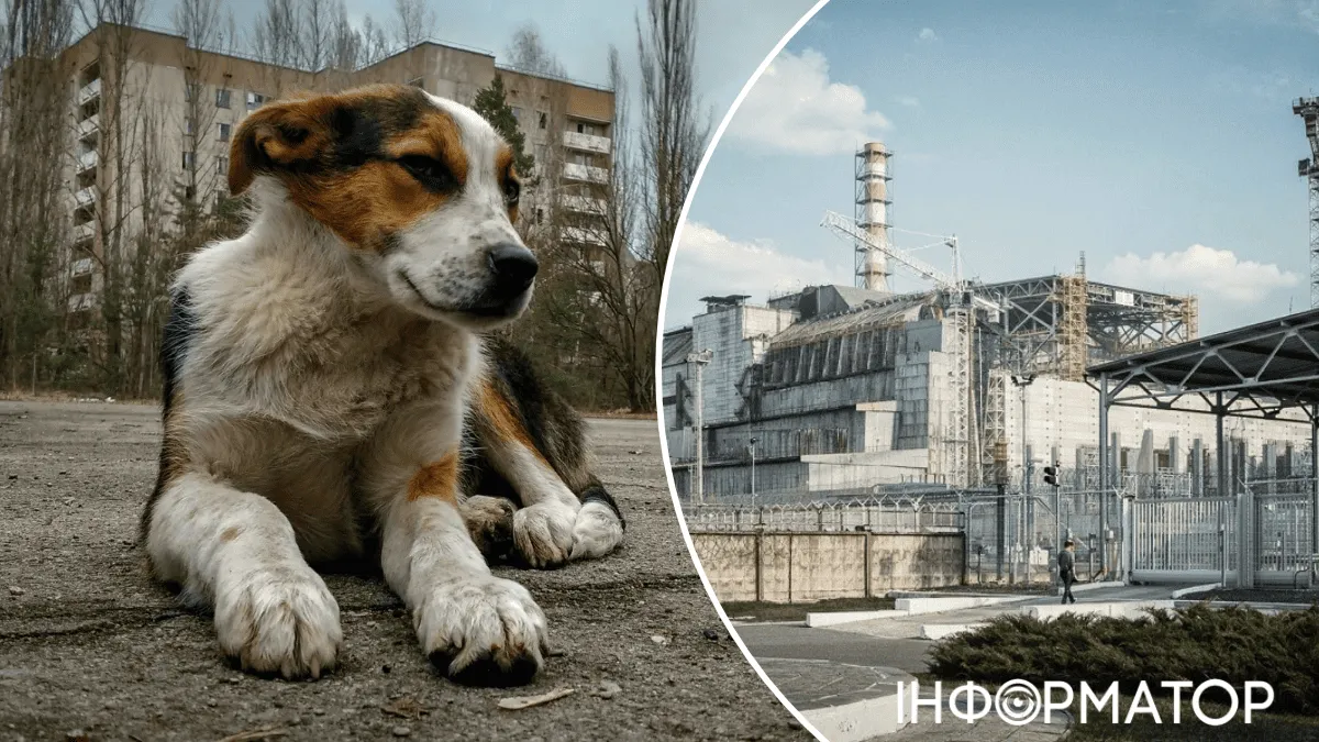 Собака в Чорнобилі