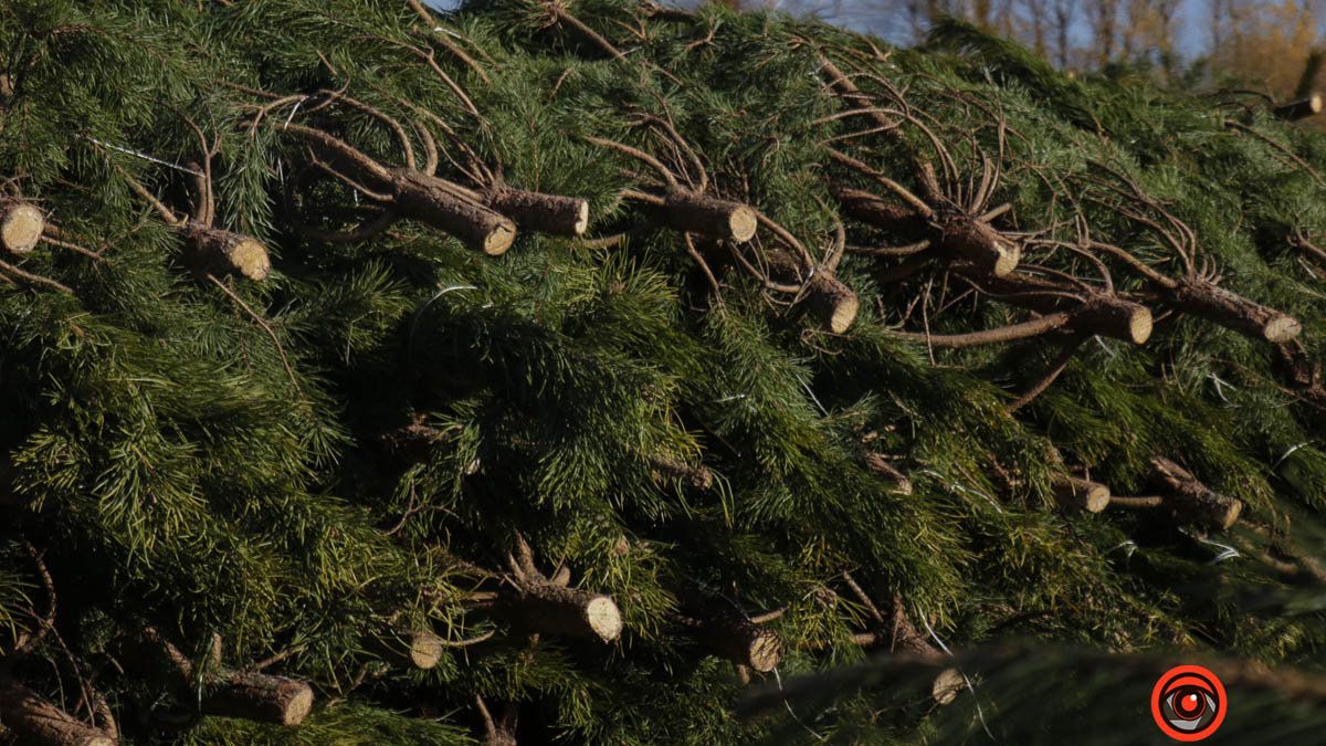 Де у Коломиї можна здати ялинку після свят: адреси