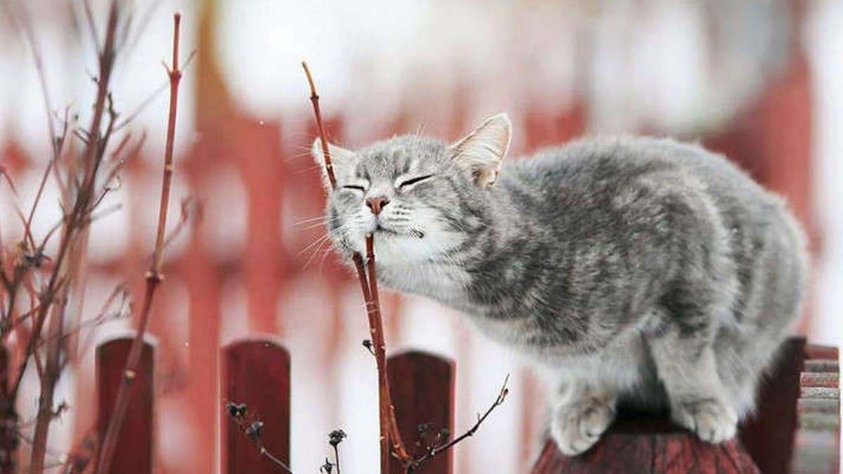 17 лютого: який сьогодні день