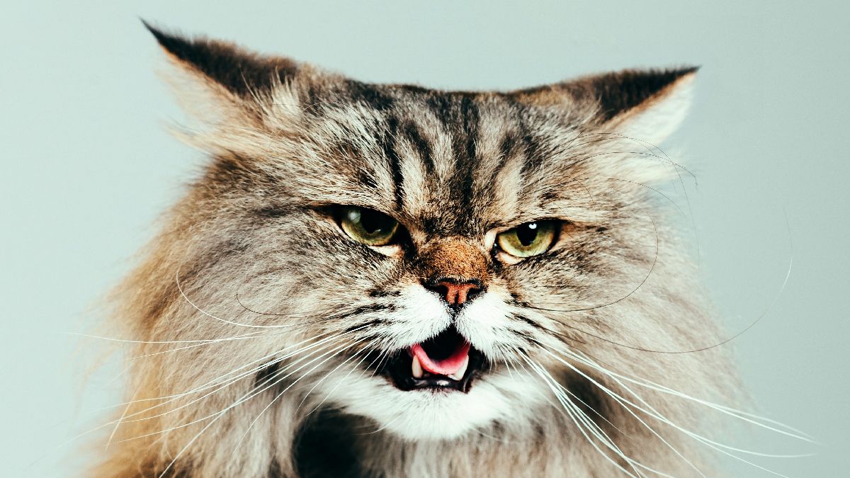 Сказ: що варто знати та як уберегтися