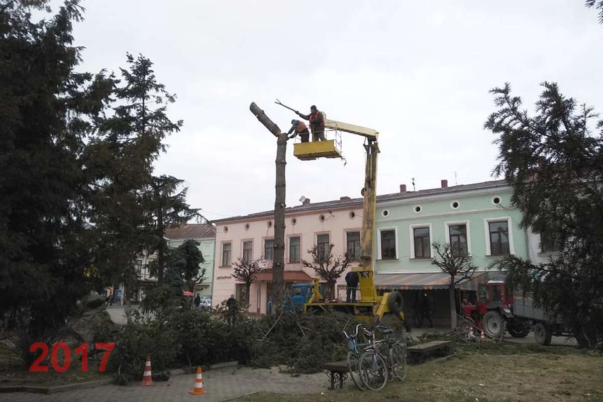 Зрізка дерев у Коломиї - це частина програми озеленення? 2