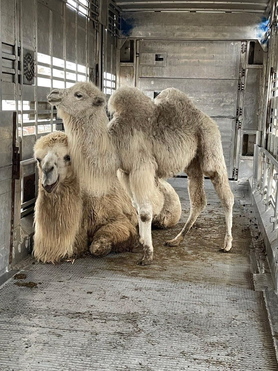 Як в Україні під час війни рятують тварин | Ясногородська страусина ферма 1