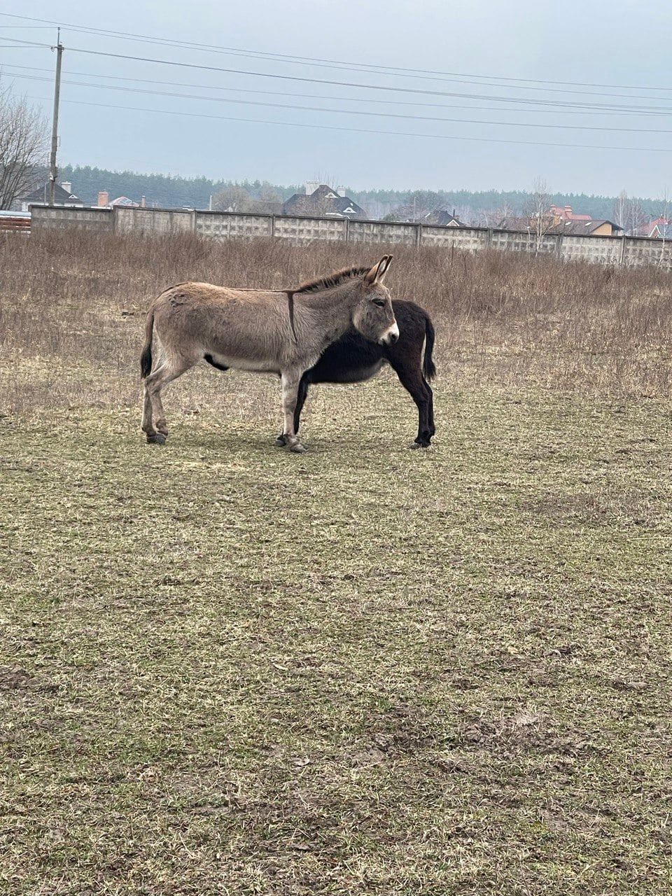 Як в Україні під час війни рятують тварин | Ясногородська страусина ферма 2