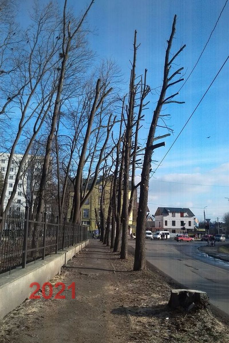 Зрізка дерев у Коломиї - це частина програми озеленення? 6