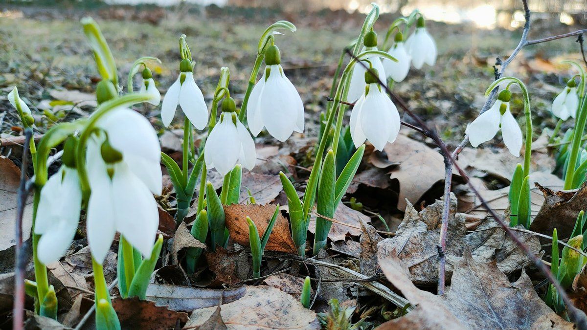 Погода у Коломиї на 26 березня
