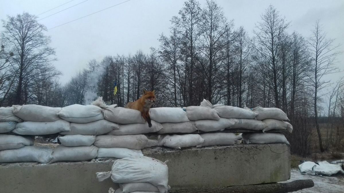 Порядок у Коломийській громаді – як допоможе громадський патруль